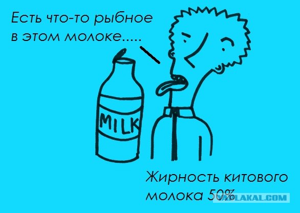 Забавные минифакты в картинках
