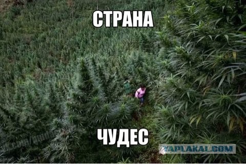 Комментарии и картинки из соц. сетей