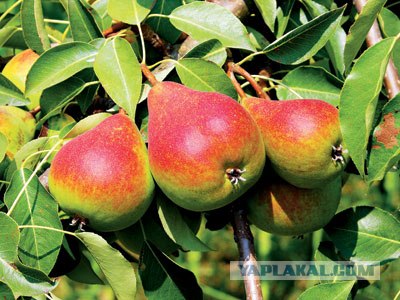 Лакомства детства