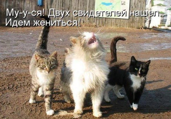 Забавные картинки из интернетов