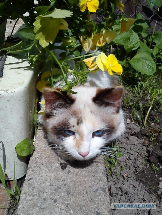 О кошачьих кличках.