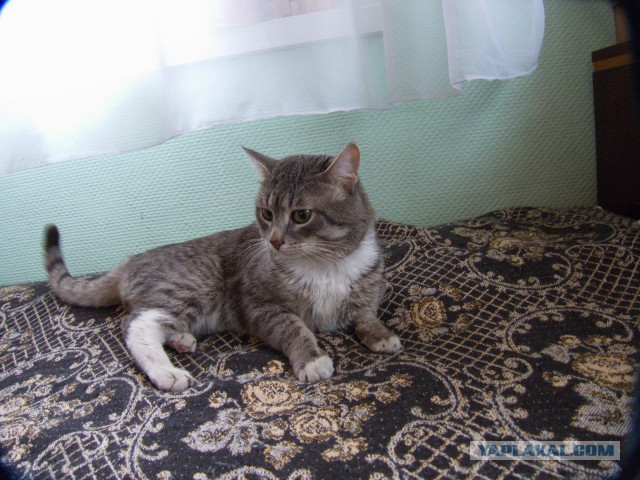 Рыжик из приюта