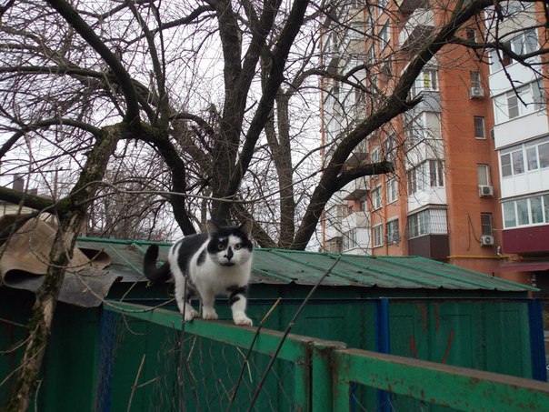 Разные картинки