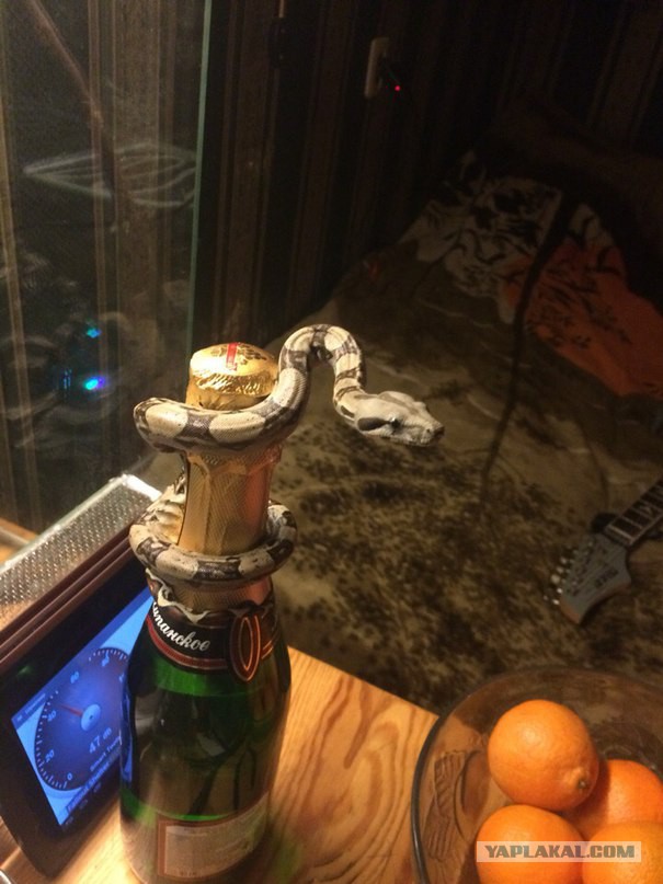 10 самых опасных змей в мире