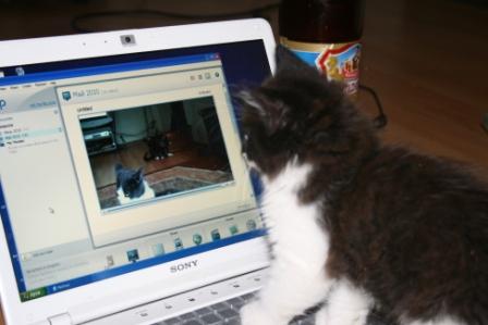 10 удивительных фактов о том, как спят животные