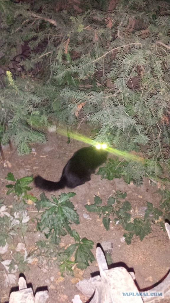 Котовторник 19.01.2016