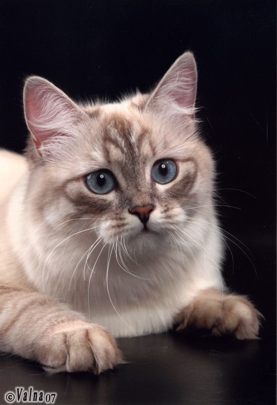 Коты, кошки, котята