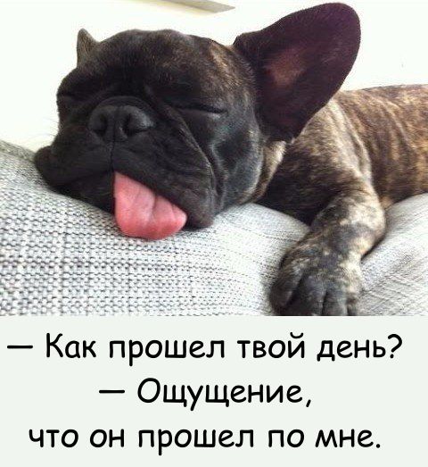 Самые смешные животные