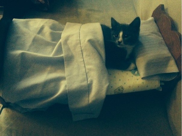 Коты из сети