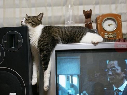Коты и Кошки