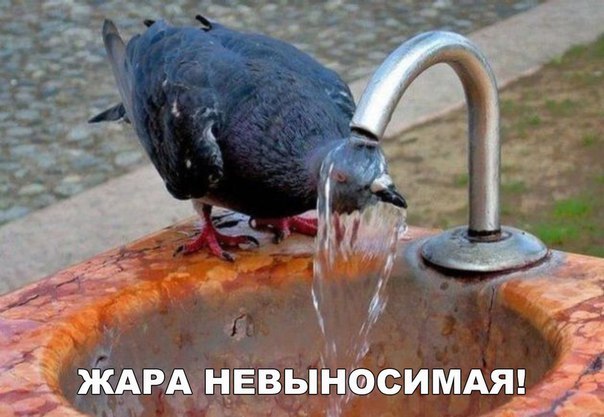 Подборка забавных животных