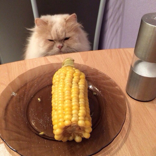 Коты и Кошки