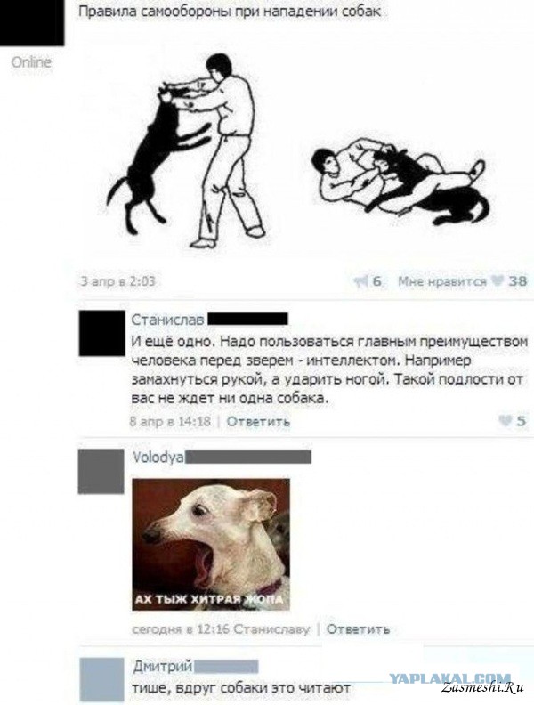 Что делать, если на вас напала собака: 5 важных советов
