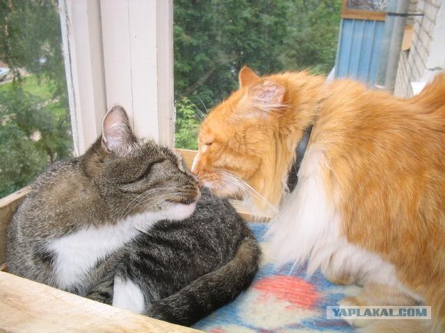 Котовторник на ЯПлакалъ 08.07.2008