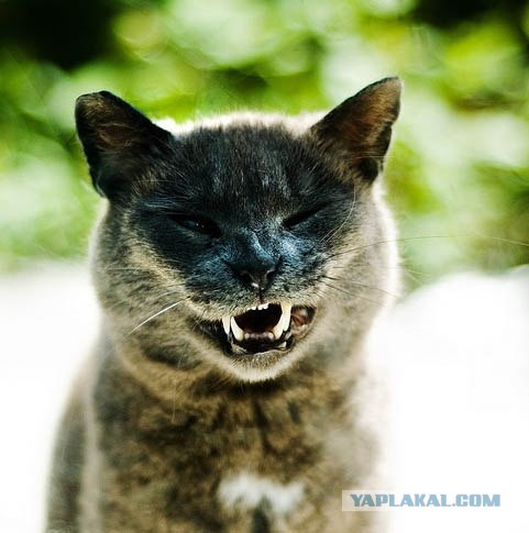 Кошак в шоке