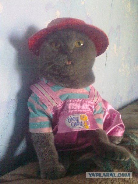 Котовторник на середину июня