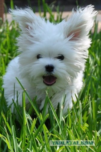Как на счет собакосреды?
