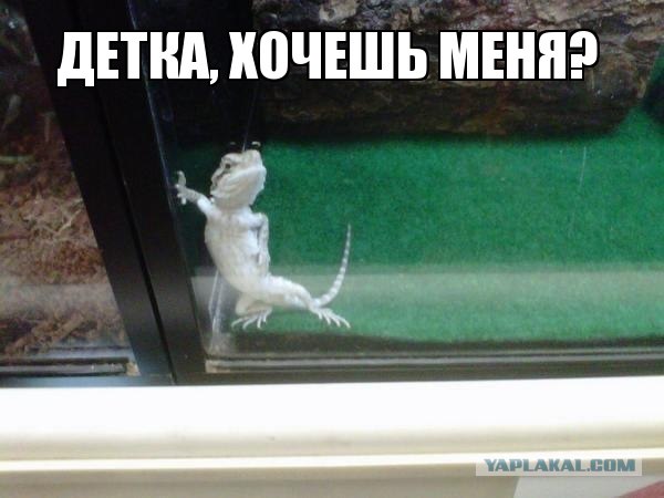 Самые смешные снимки животных за 2012 год