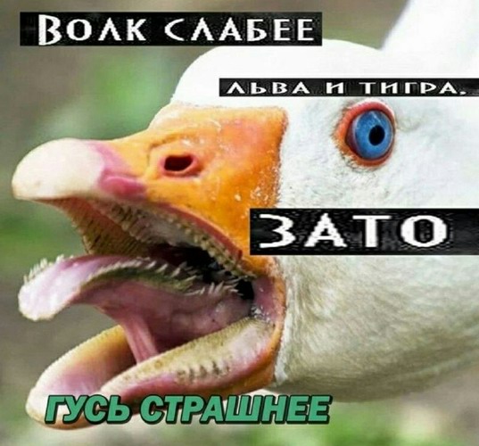 Вырежи и сохрани