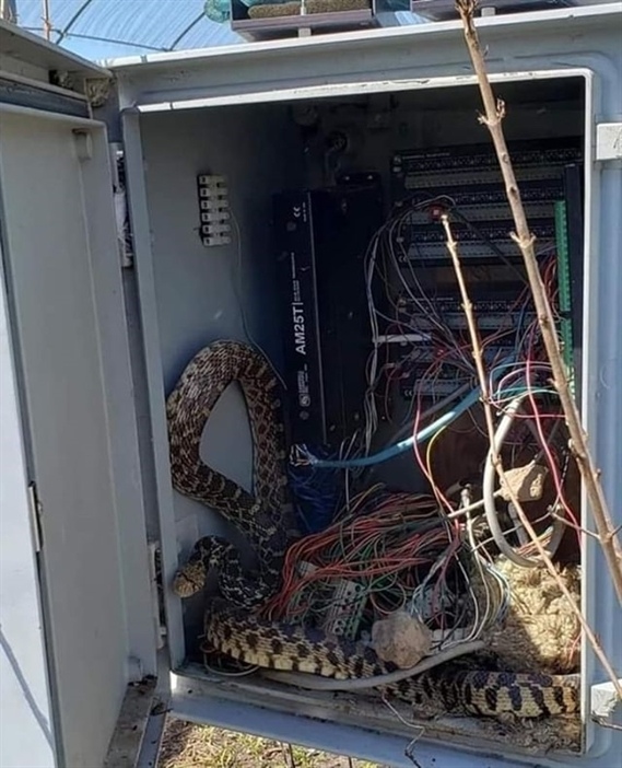 Некоторые думают "А почему бы мне не завести себе ручного удава?"