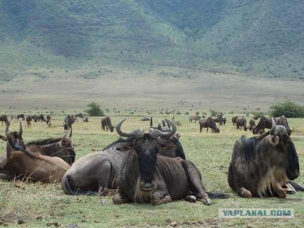 AFRICA - (Эфиопия,Кения,Танзация) 4-16 ноября 2011