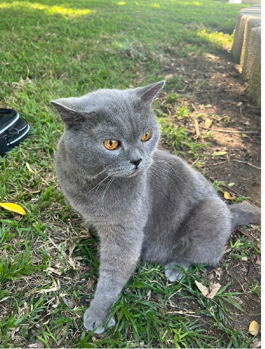 Котовторник 05/11/2024