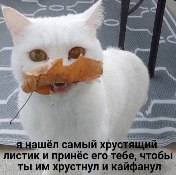 Картинки для деградации 34 (разной степени свежести)