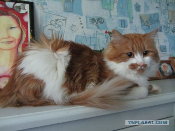 Котовторник 23.07.2013