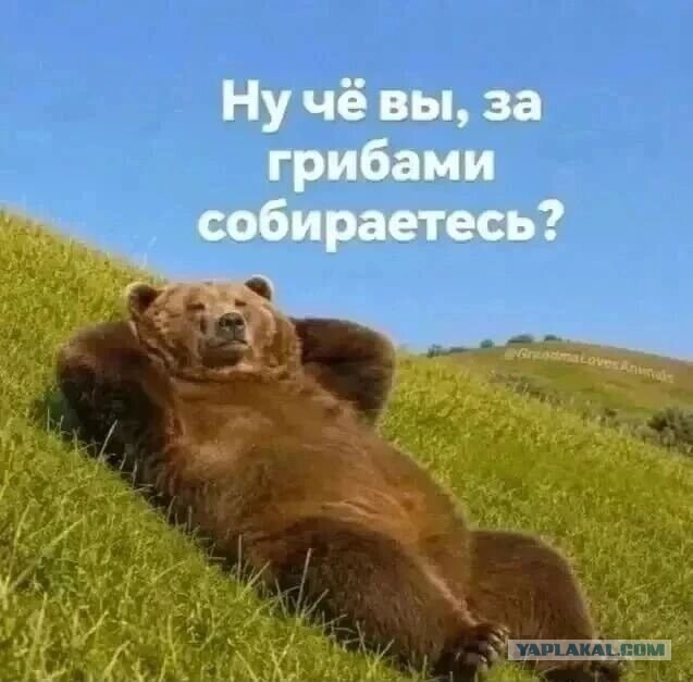 Понял, что хочу в тайгу. Наболело.