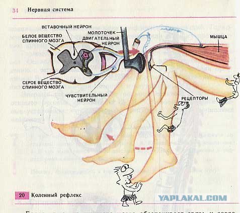 Разрисованные учебники (150 рисунков)