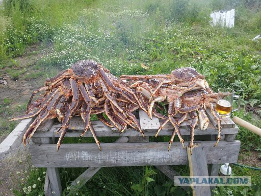 Мелкая красная радость