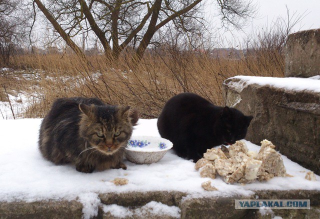 Пермские коты