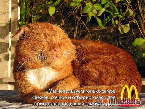Коты, кошки, котята