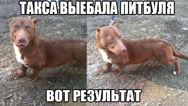 Злые шутки или минутка сарказма на ЯП-е, 16+