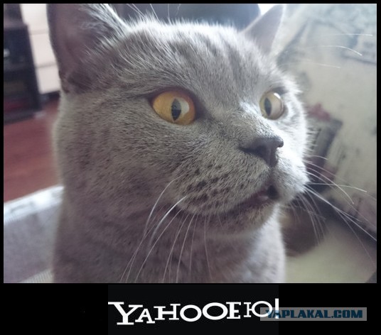 Подборка странных снимков из серии "Что тут, черт возьми, происходит?!"