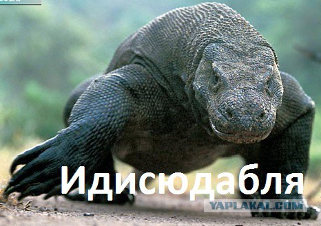 Ублюдки издеваются над вараном. Надо найти ублюдков!
