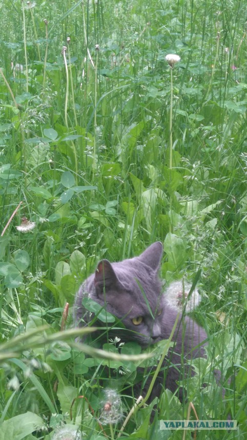 Домашние коты на природе