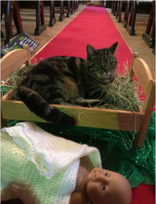 Коты и Кошки