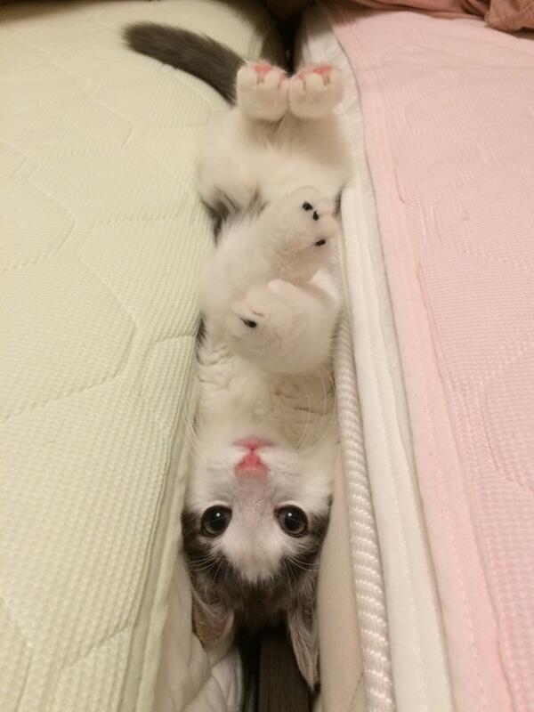 Коты и Кошки