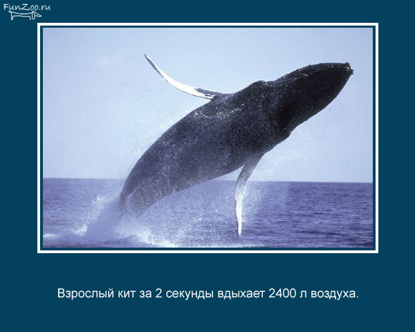 23 интересных факта о животных, которые вас удивят
