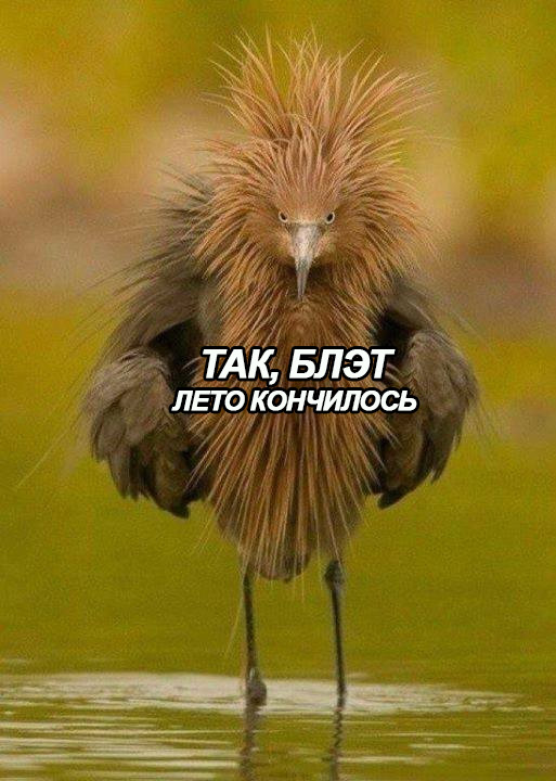 Подборка прикольных картинок на среду