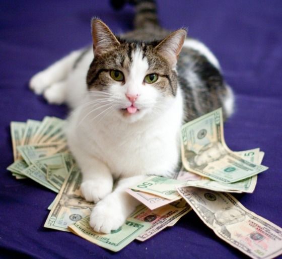 Котовторник. А как же?!