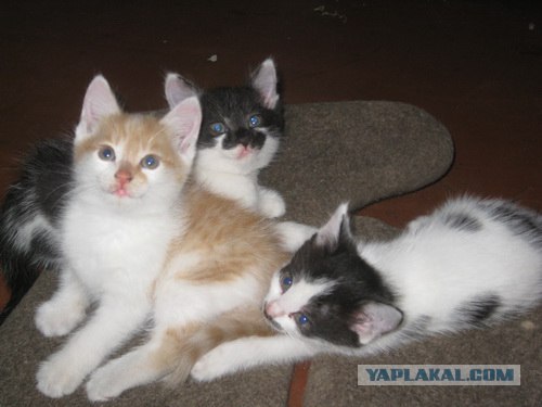 Котовторник с Максом