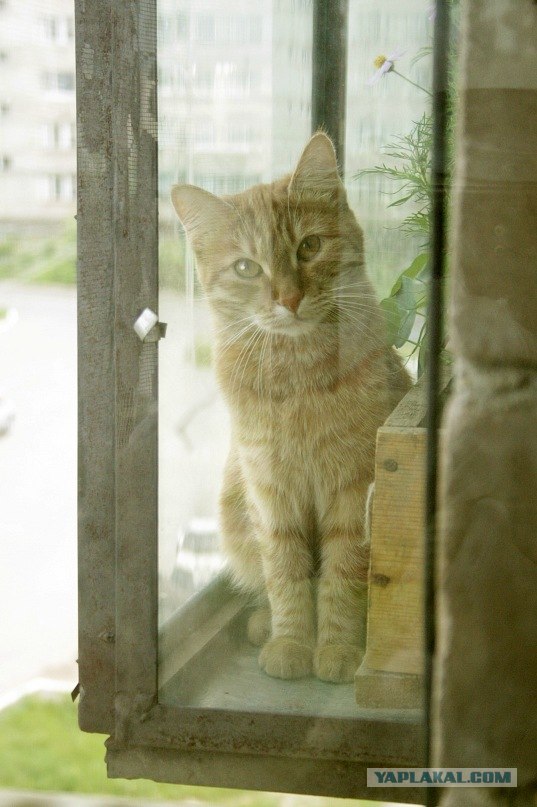 Котовторник (14.02.2012)