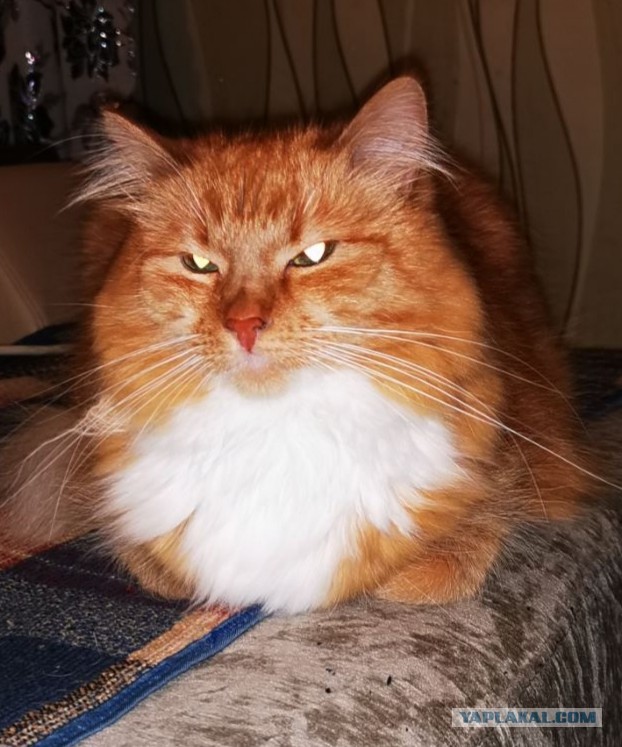 Коты, которые нас порадовали!