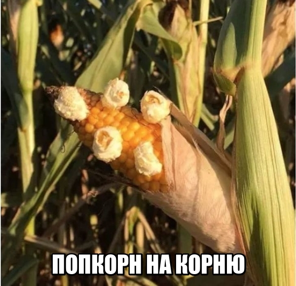 Картинки в субботу 11.07.20