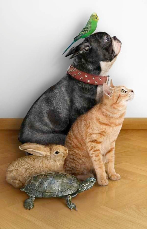 Победители конкурса фотографии Comedy Pet Photo Awards 2020