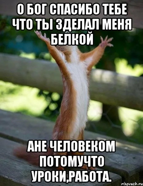 анечка белка