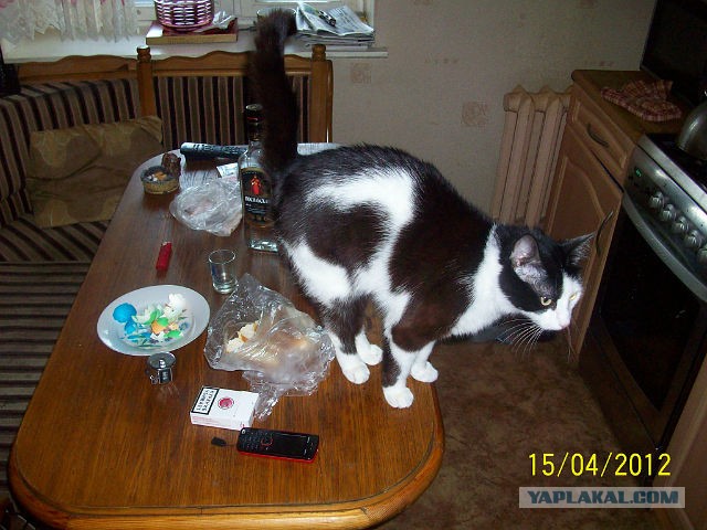 Котовторник 30.04.2013