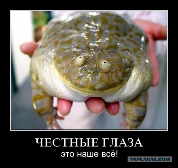 Африканская лягушка